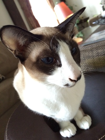 Home visits for cat - Biatrice !!